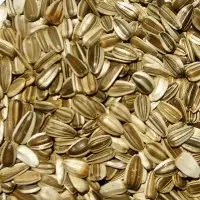 Sunflower Seeds (Striped)