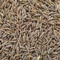 Cumin Seeds