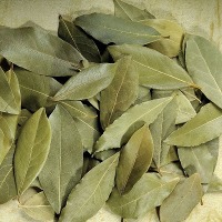 Laurel