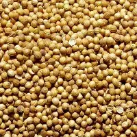 Coriander Seeds
