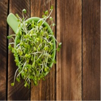 Organic Alfalfa