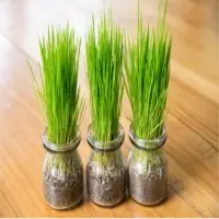 Organic Wheatgrass
