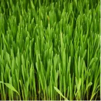 Organic Barley Grass