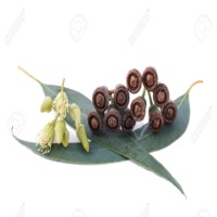 Organic Eucalyptus