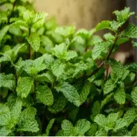 Organic Peppermint