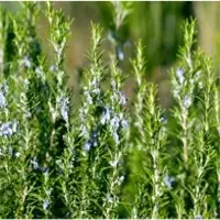 Organic Rosemary