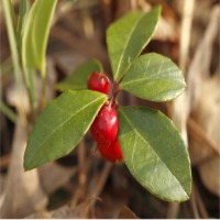 Organic Wintergreen