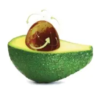Hass Avocado