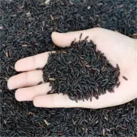 Riceberry