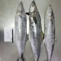 Spotted Spanish Mackerel