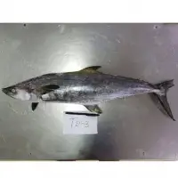 Barred Spanish Mackerel