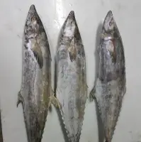 King Fish