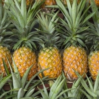 Fresh Pine Apple