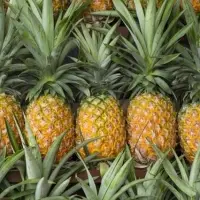 Fresh Pine Apple