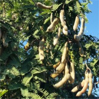 Tamarind Seed