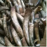 Cow Horn