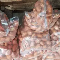Bitter Kola