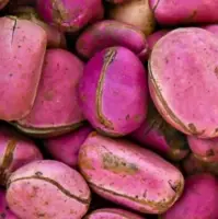 Kola Nuts