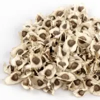 Moringa Seed