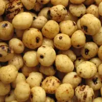 Tiger Nut