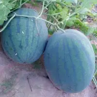 Fresh Watermelon