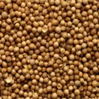 Coriander Seeds