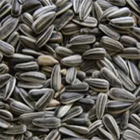 Striped Sunflower Seeds