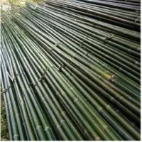 Bamboo Products