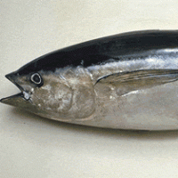 Yellow Fin Tuna