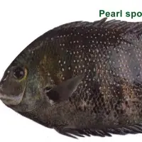 Pearl Spot