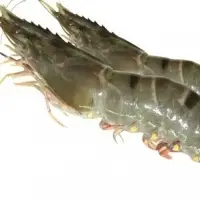 Tiger Prawn