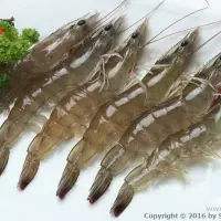 Vannamei Prawn