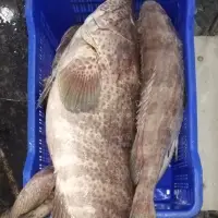 Grouper