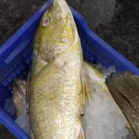 White Snapper