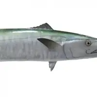 King Fish