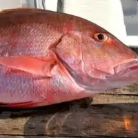 Red Snapper