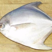 White Pomfret