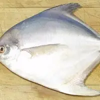 White Pomfret