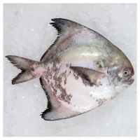Chinese Pomfret