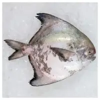 Chinese Pomfret