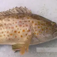 Reef Cod