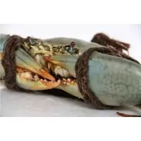 Live Mud Crab