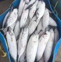 Frozen Skipjack, Yellowfin Tuna, Bigeye Tuna