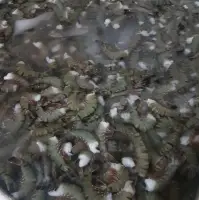 Frozen Black Tiger Shrimp