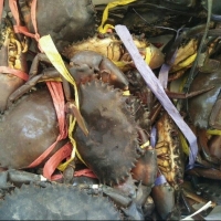 Live Mud Crab