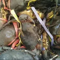 Live Mud Crab