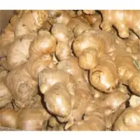 Ginger