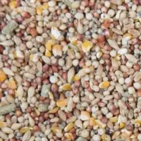 Pigeon Feed