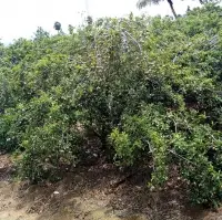 Manilkara Zapota