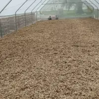 Dried Ginger